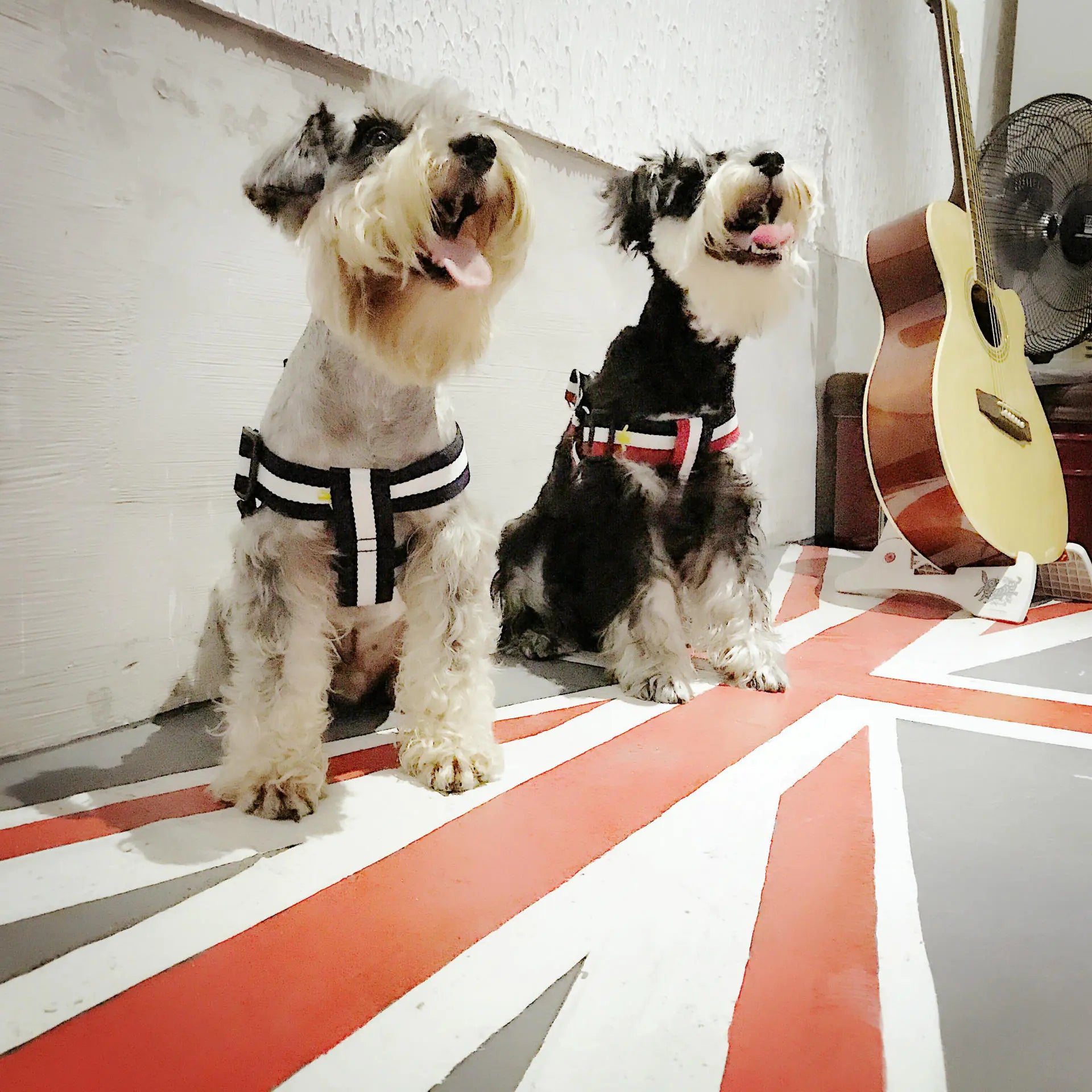 Trendy Pet Harness and Leash