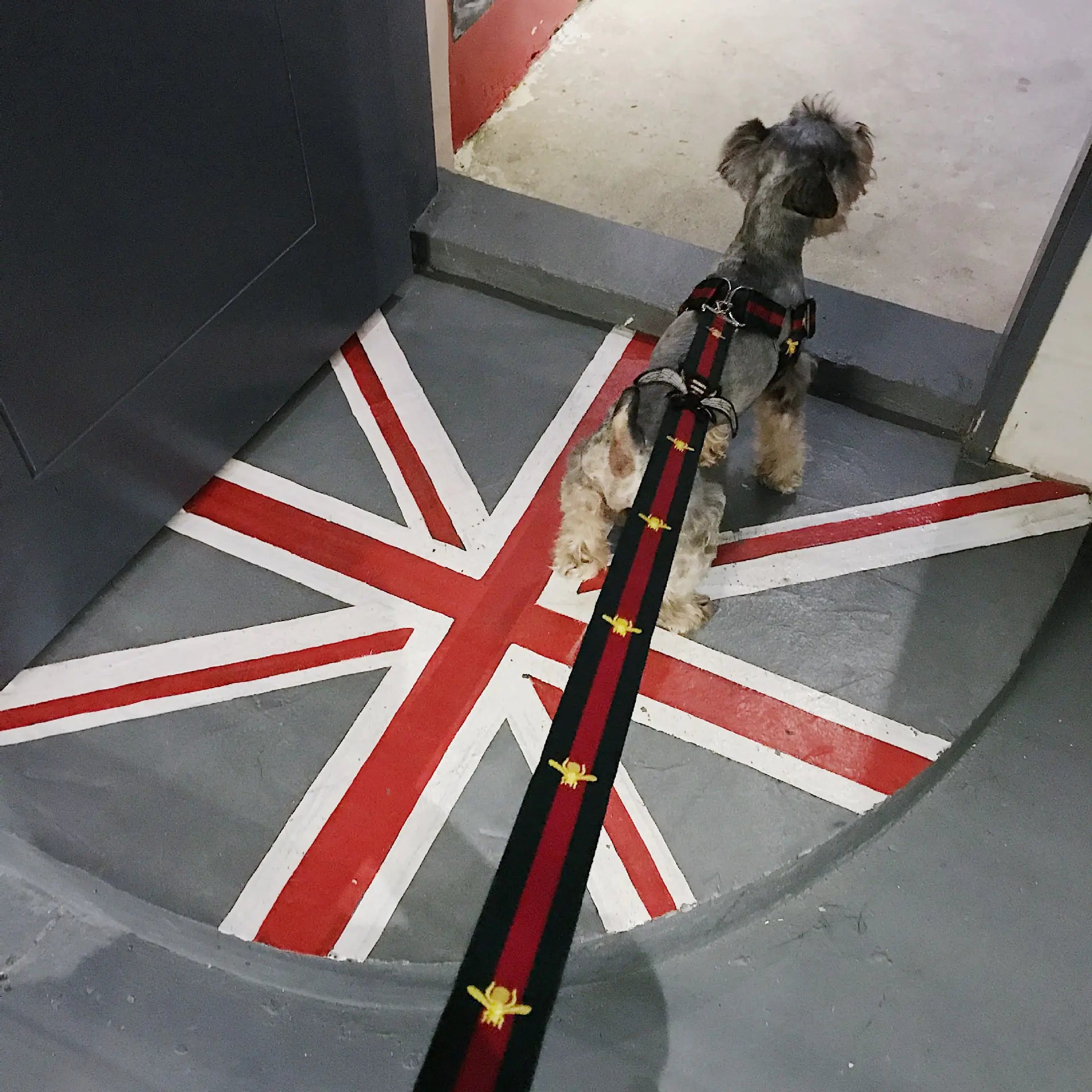 Trendy Pet Harness and Leash