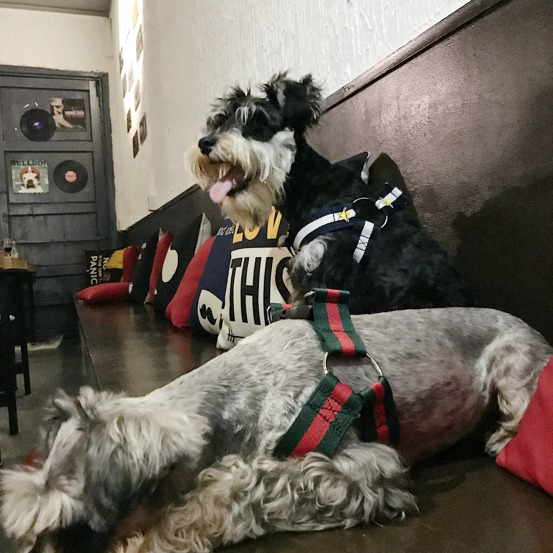 Trendy Pet Harness and Leash